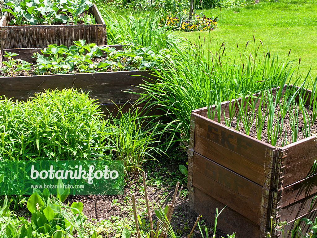 484356 - Raised beds in a vegetable garden