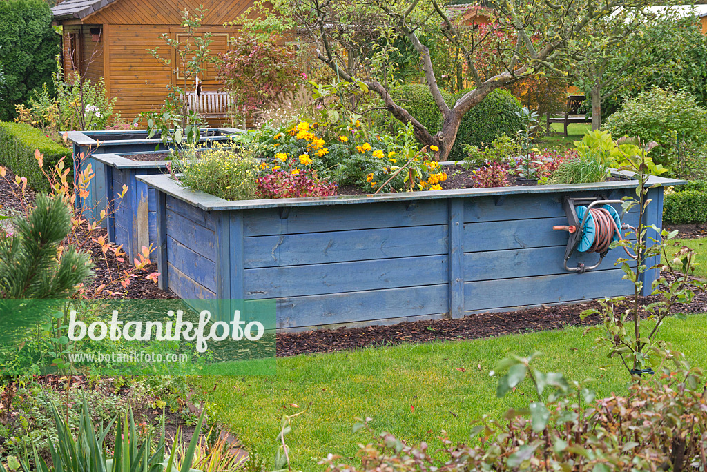 576006 - Raised beds in an autumnal garden