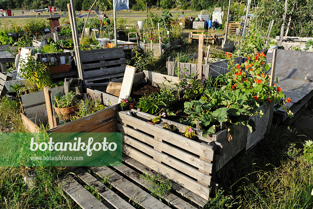 534130 - Raised beds of wooden slats and wooden pallets in a community garden, Tempelhofer Freiheit, Berlin, Germany