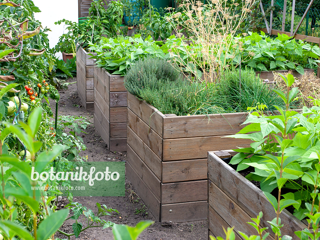 476171 - Raised beds with vegetables and herbs