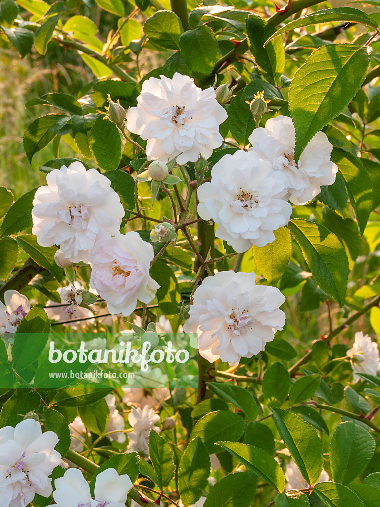 402039 - Rambler (Rosa Paul's Himalayan Musk)