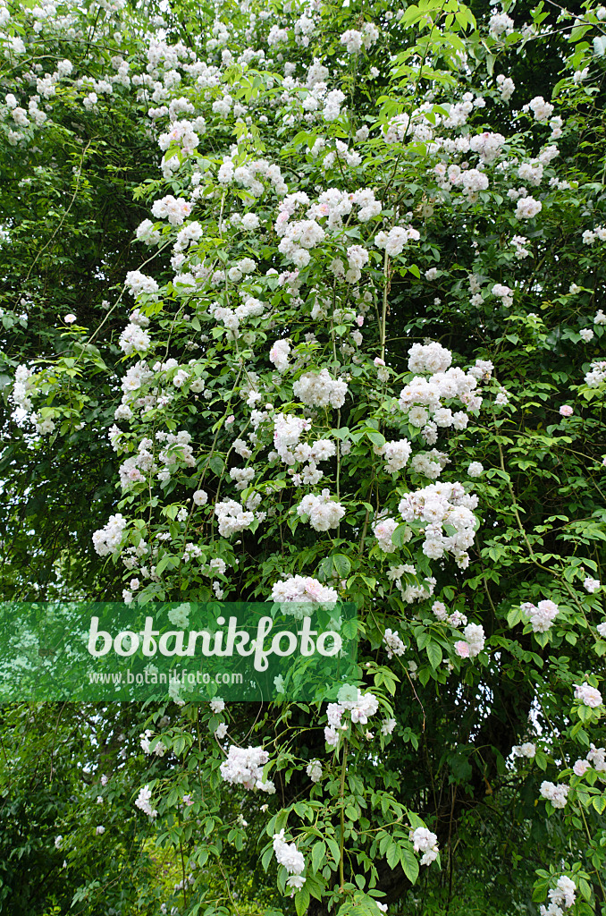 497156 - Rambler (Rosa Paul's Himalayan Musk) on an apple tree