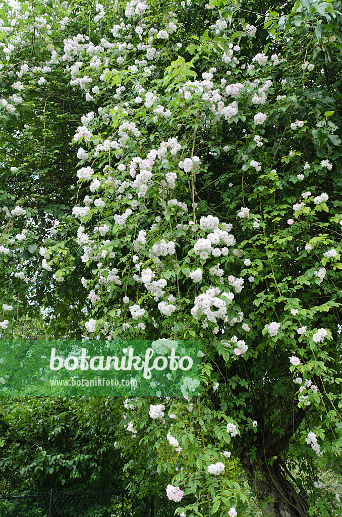 497157 - Rambler (Rosa Paul's Himalayan Musk) on an apple tree