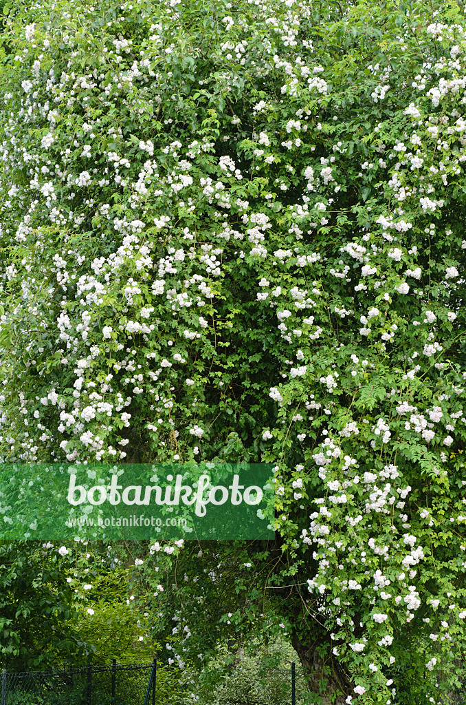 497169 - Rambler (Rosa Paul's Himalayan Musk) on an apple tree