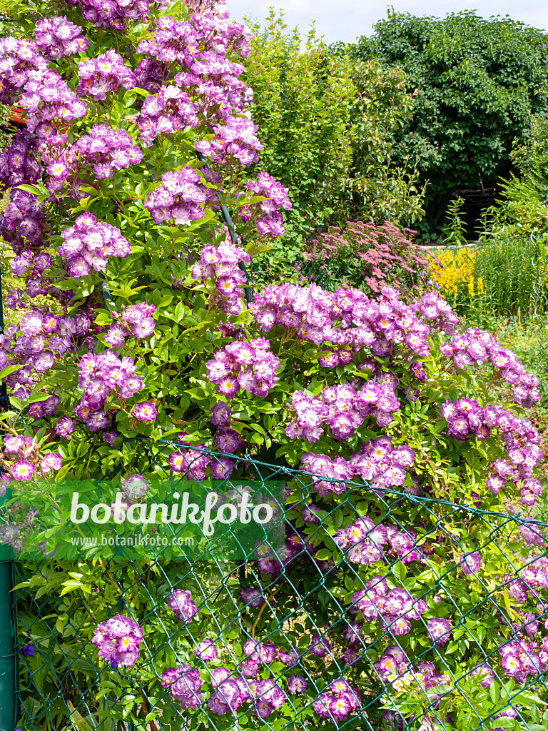 485168 - Rambler (Rosa Veilchenblau)