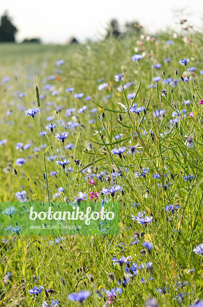 521037 - Rape (Brassica napus subsp. oleifera) and cornflower (Centaurea cyanus)