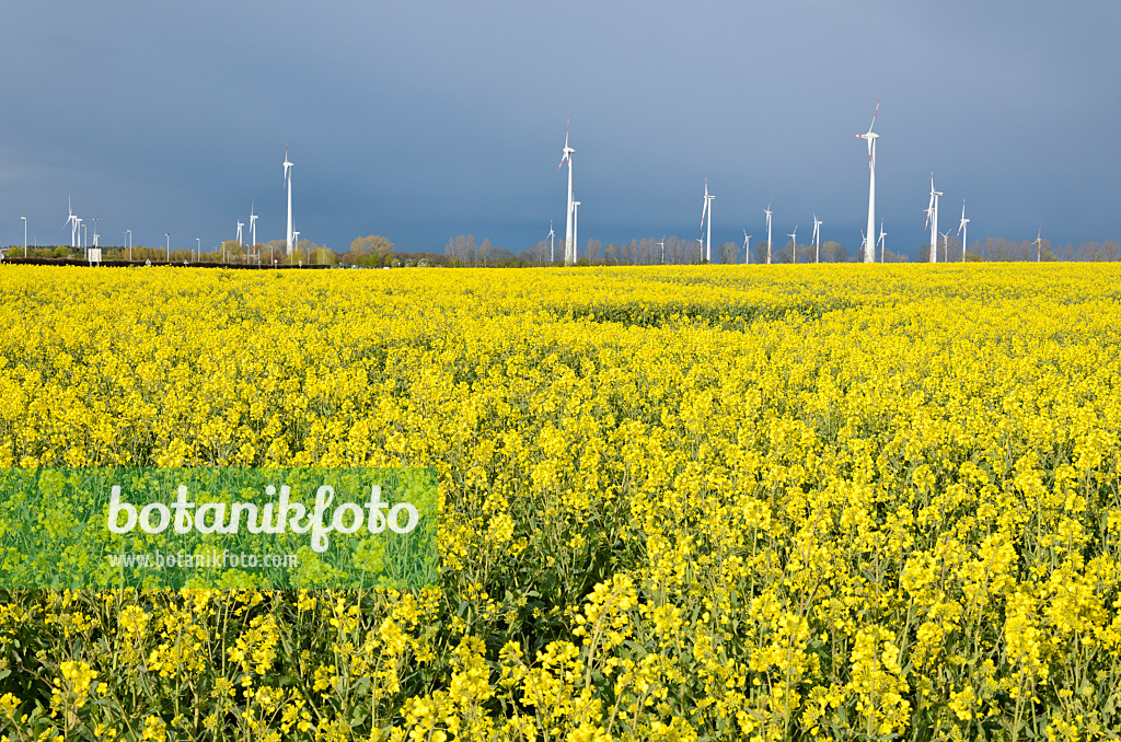 555129 - Rape (Brassica napus subsp. oleifera) with windmills