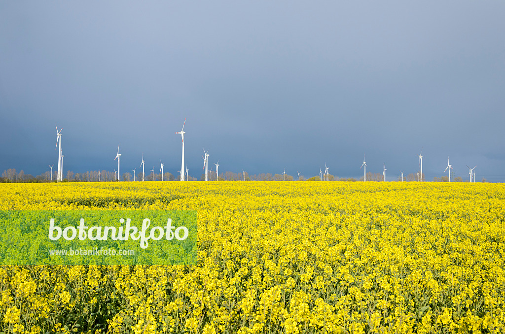 555130 - Rape (Brassica napus subsp. oleifera) with windmills