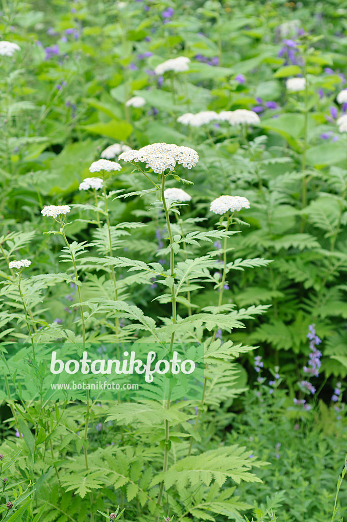 485104 - Rayed tansy (Tanacetum macrophyllum)