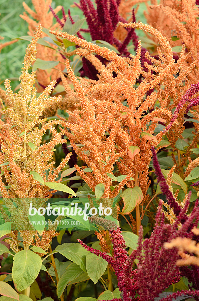 536138 - Red amaranth (Amaranthus cruentus)