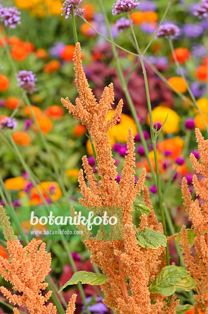 547038 - Red amaranth (Amaranthus cruentus 'Hot Biscuits')