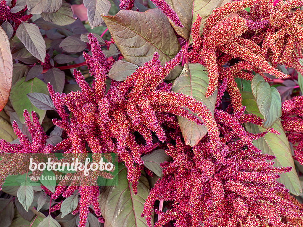 464025 - Red amaranth (Amaranthus cruentus 'Velvet Curtains')