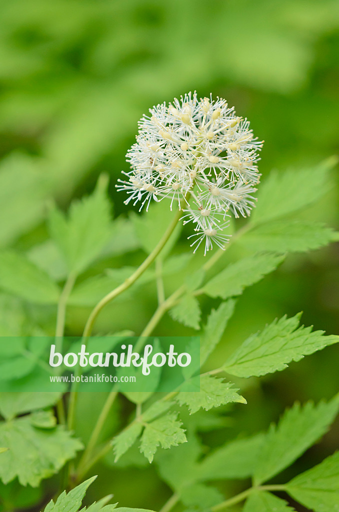 520201 - Red baneberry (Actaea rubra)