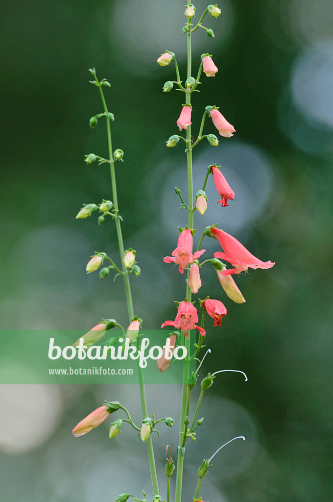 486113 - Red beard tongue (Penstemon barbatus)