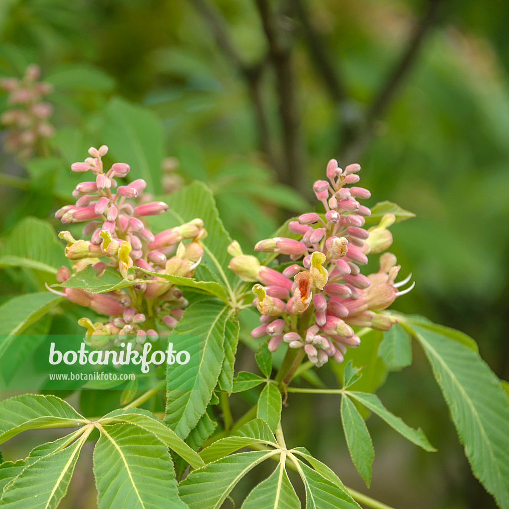 575012 - Red buckeye (Aesculus pavia 'Koehnei')