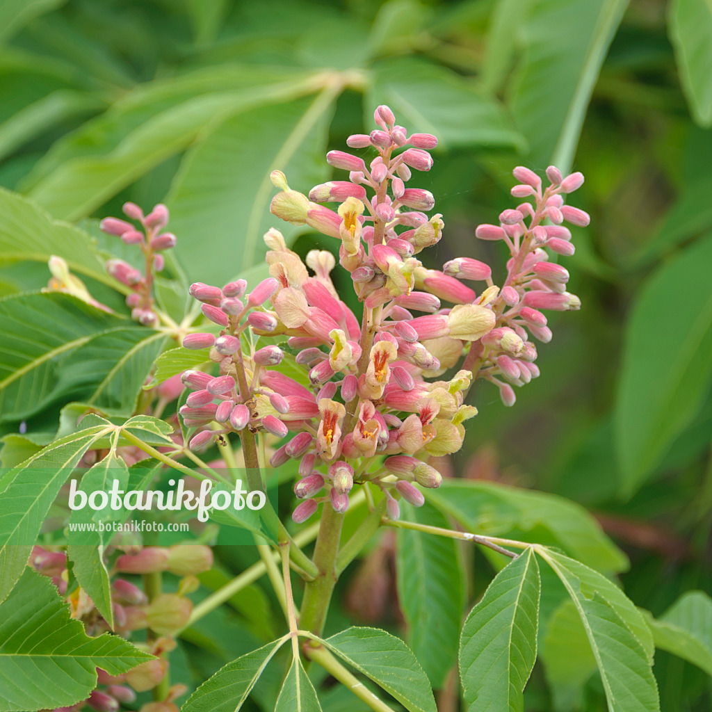 535256 - Red buckeye (Aesculus pavia 'Rosea Nana')