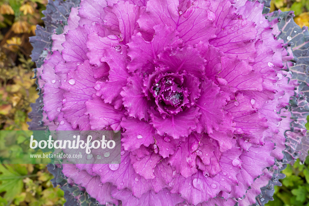 607261 - Red cabbage (Brassica oleracea var. capitata f. rubra) with rain drops