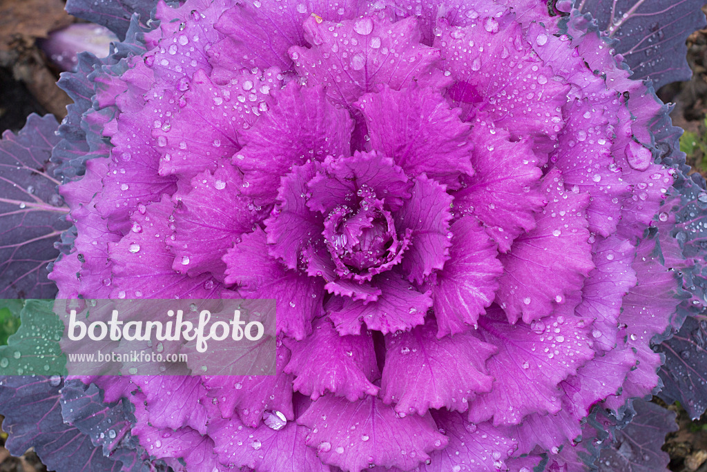 607267 - Red cabbage (Brassica oleracea var. capitata f. rubra) with rain drops