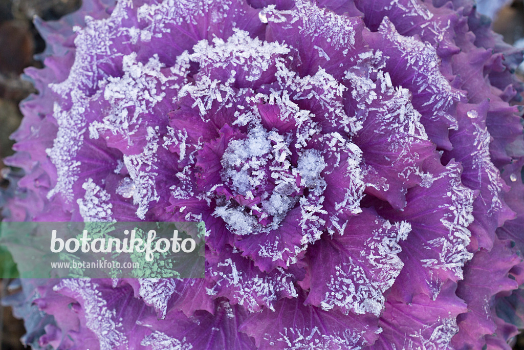 607269 - Red cabbage (Brassica oleracea var. capitata f. rubra) with hoar frost