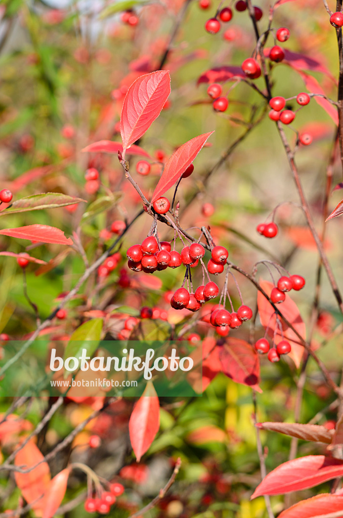 525273 - Red chokeberry (Aronia arbutifolia)