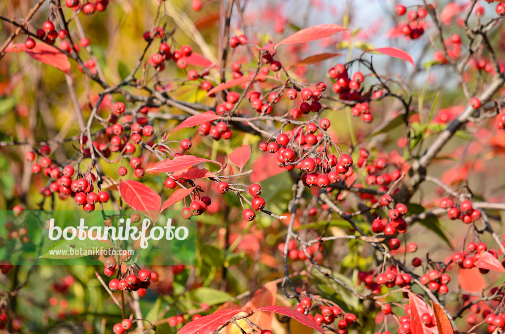 525274 - Red chokeberry (Aronia arbutifolia)