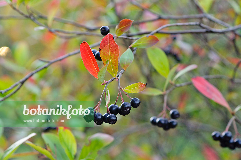 476194 - Red chokeberry (Photinia arbutifolia syn. Aronia arbutifolia)