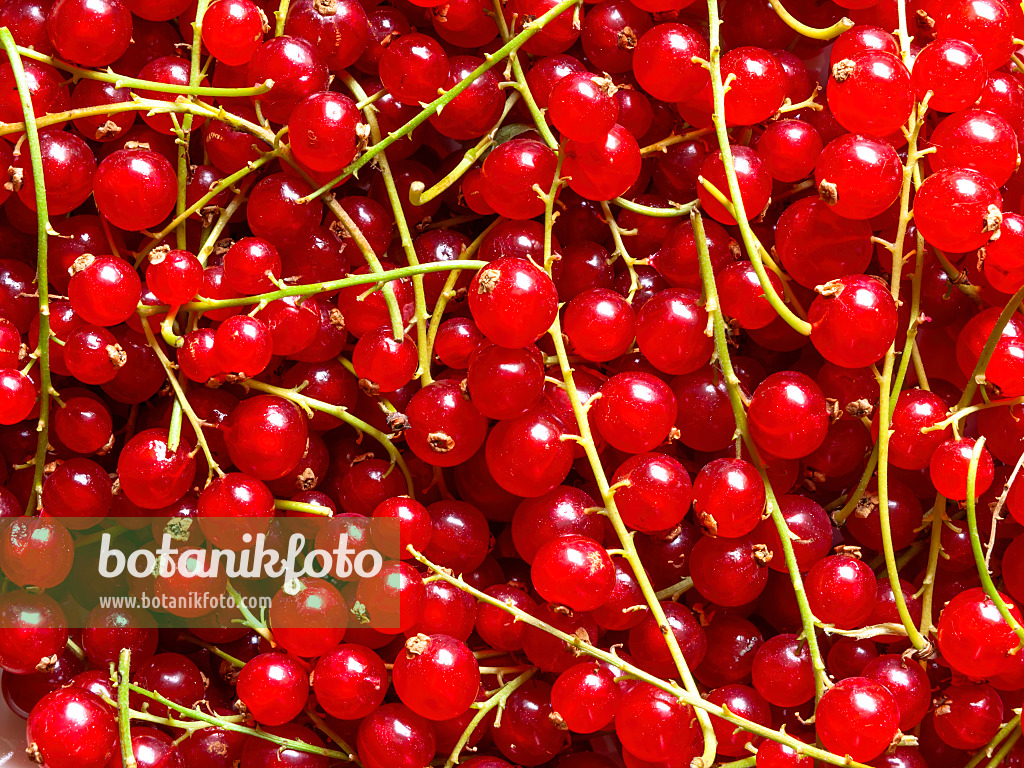 440261 - Red currant (Ribes rubrum)