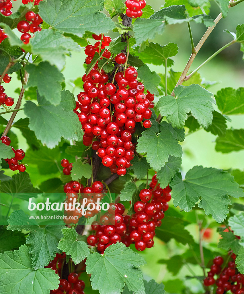 454079 - Red currant (Ribes rubrum 'Utrecht')