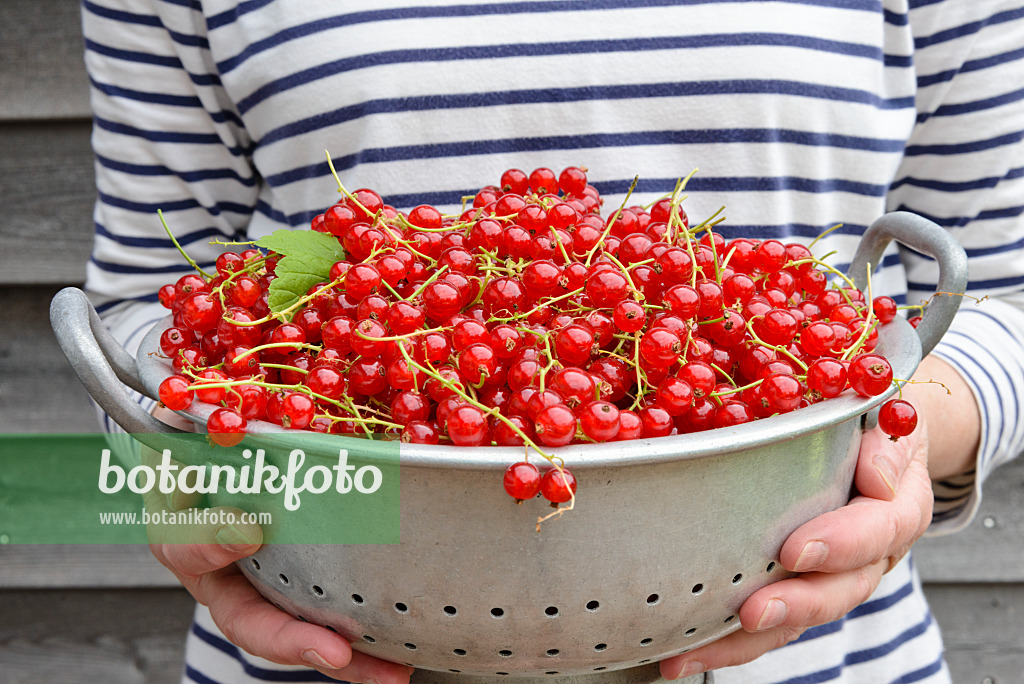 558267 - Red currants (Ribes rubrum) in a bowl