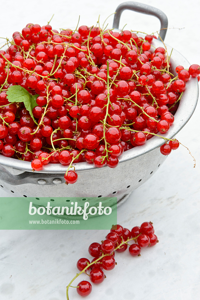 558268 - Red currants (Ribes rubrum) in a bowl