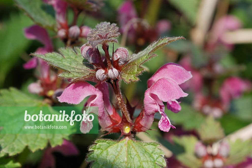 471154 - Red dead nettle (Lamium purpureum)