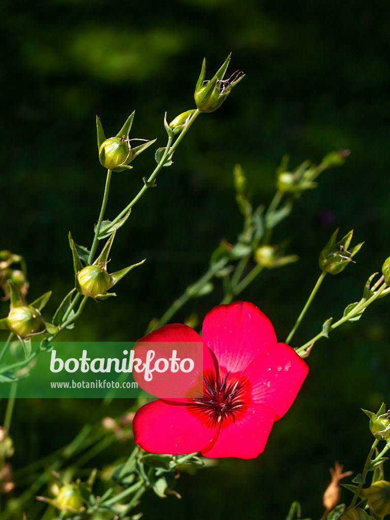 416040 - Red flax (Linum grandiflorum) 416040 - Red flax (Linum grandiflorum)