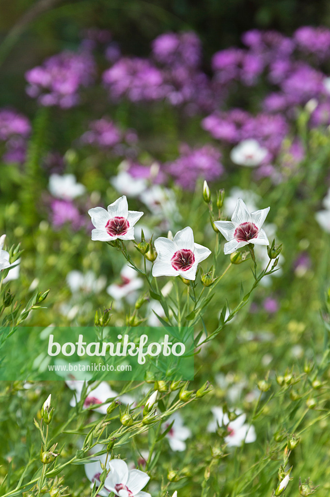 511152 - Red flax (Linum grandiflorum 'Bright Eyes')