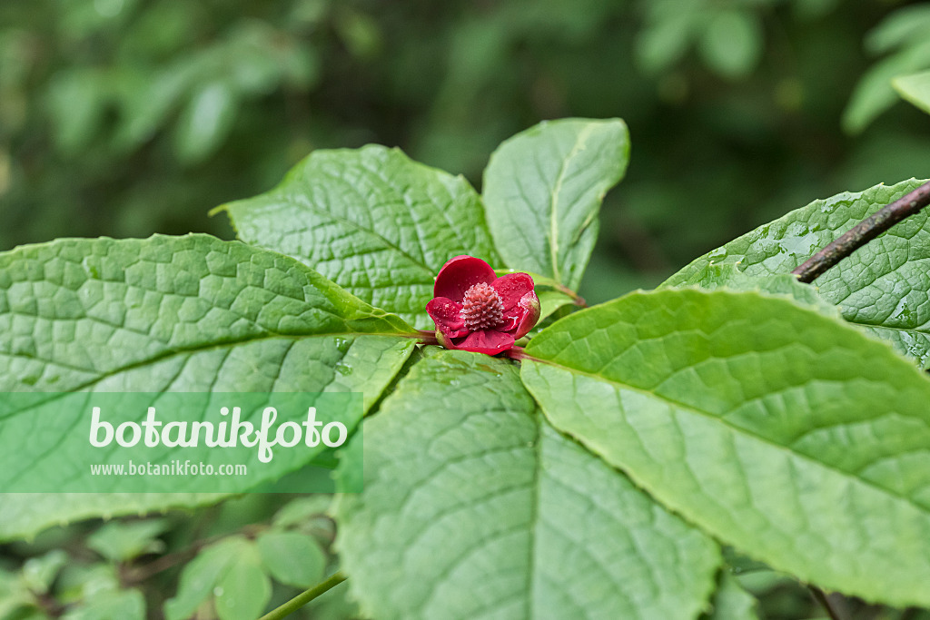 635160 - Red flowered schisandra (Schisandra rubriflora)