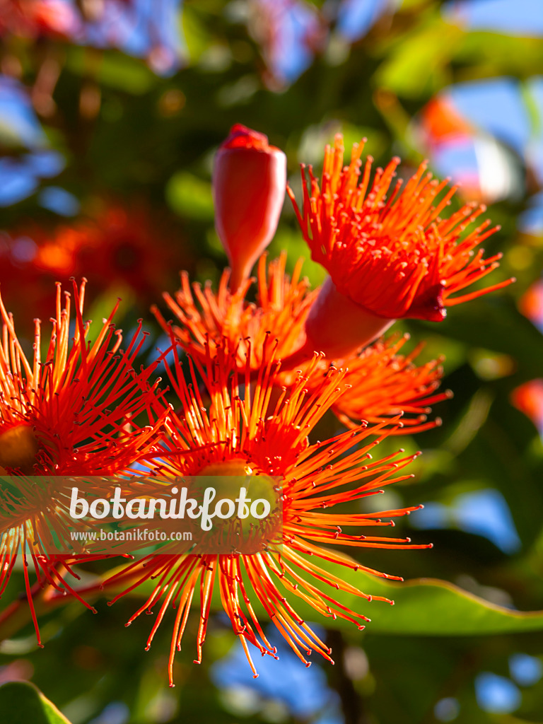 427267 - Red flowering gum (Corymbia ficifolia syn. Eucalyptus ficifolia)