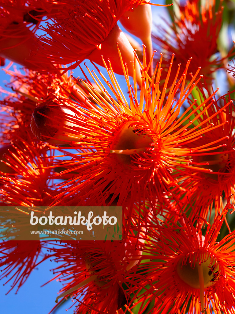 427268 - Red flowering gum (Corymbia ficifolia syn. Eucalyptus ficifolia)