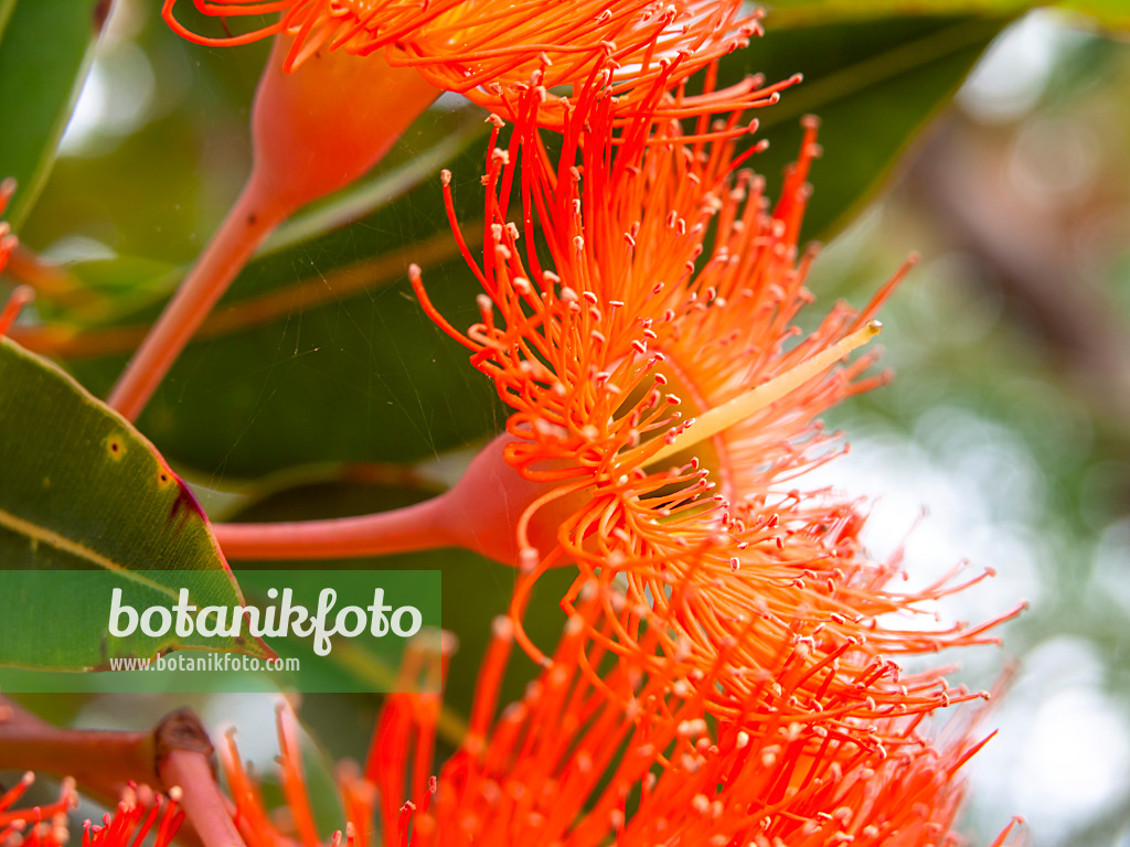 441053 - Red flowering gum (Corymbia ficifolia syn. Eucalyptus ficifolia)