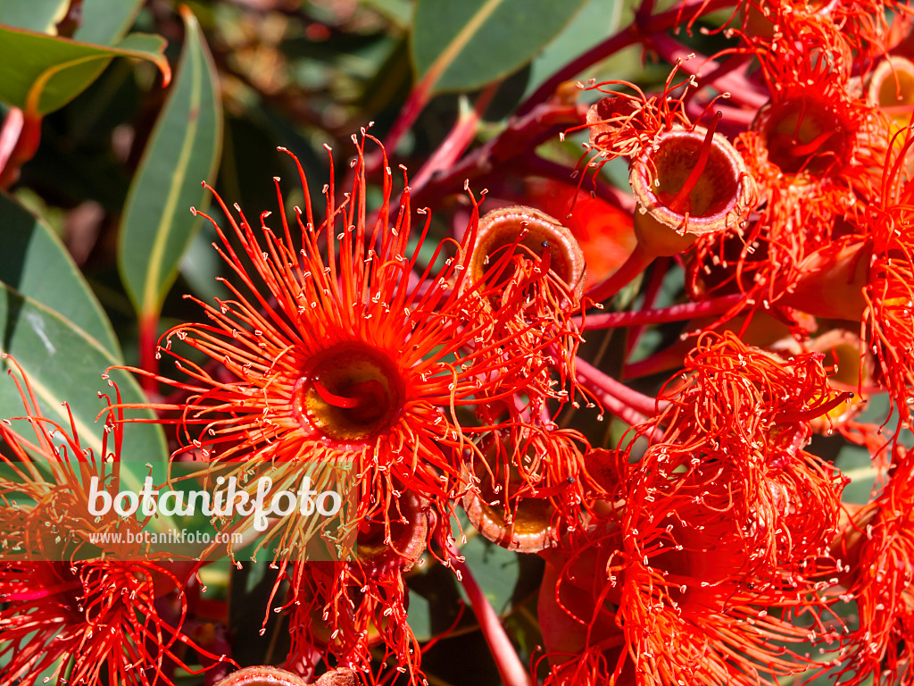 455376 - Red flowering gum (Corymbia ficifolia 'Orange Splendour' syn. Eucalyptus ficifolia 'Orange Splendour')