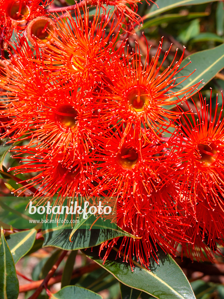 455377 - Red flowering gum (Corymbia ficifolia 'Orange Splendour' syn. Eucalyptus ficifolia 'Orange Splendour')