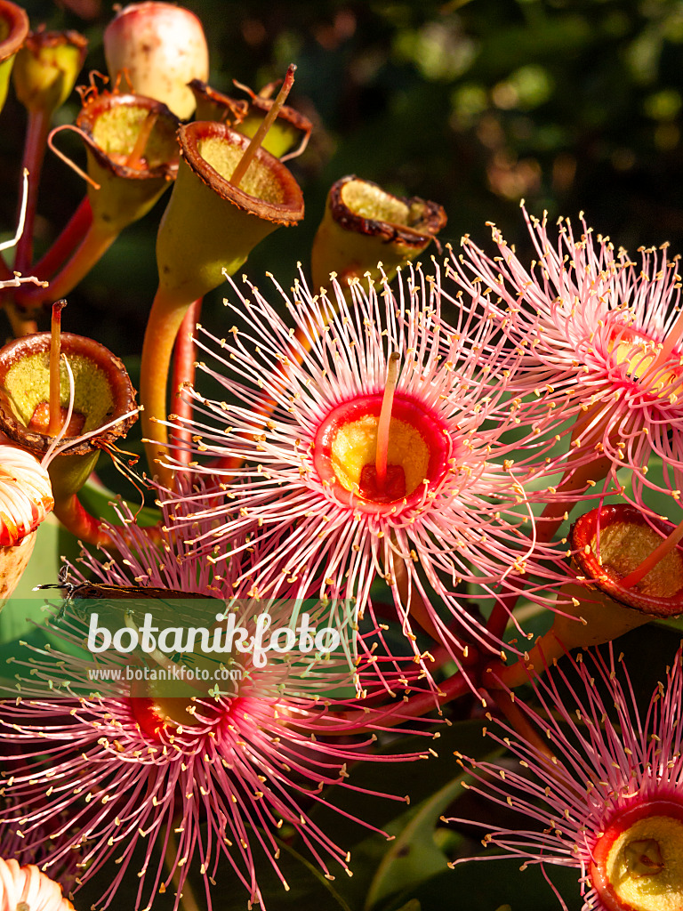 455054 - Red flowering gum (Corymbia ficifolia 'Summer Red' syn. Eucalyptus ficifolia 'Summer Red')