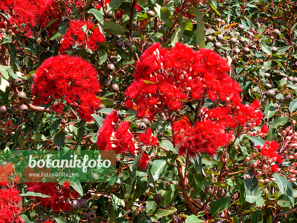 455374 - Red flowering gum (Corymbia ficifolia 'Wildfire Red' syn. Eucalyptus ficifolia 'Wildfire Red')