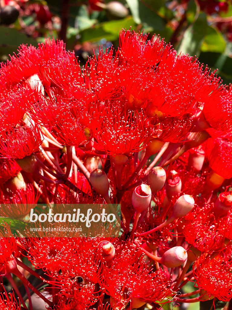 455375 - Red flowering gum (Corymbia ficifolia 'Wildfire Red' syn. Eucalyptus ficifolia 'Wildfire Red')