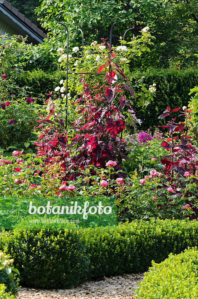 570089 - Red garden orache (Atriplex hortensis var. rubra) and roses (Rosa)