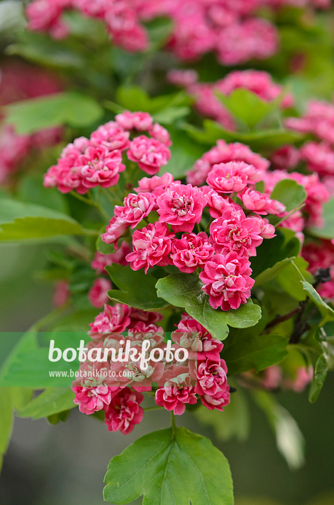 520209 - Red hawthorn (Crataegus laevigata 'Paul's Scarlett')