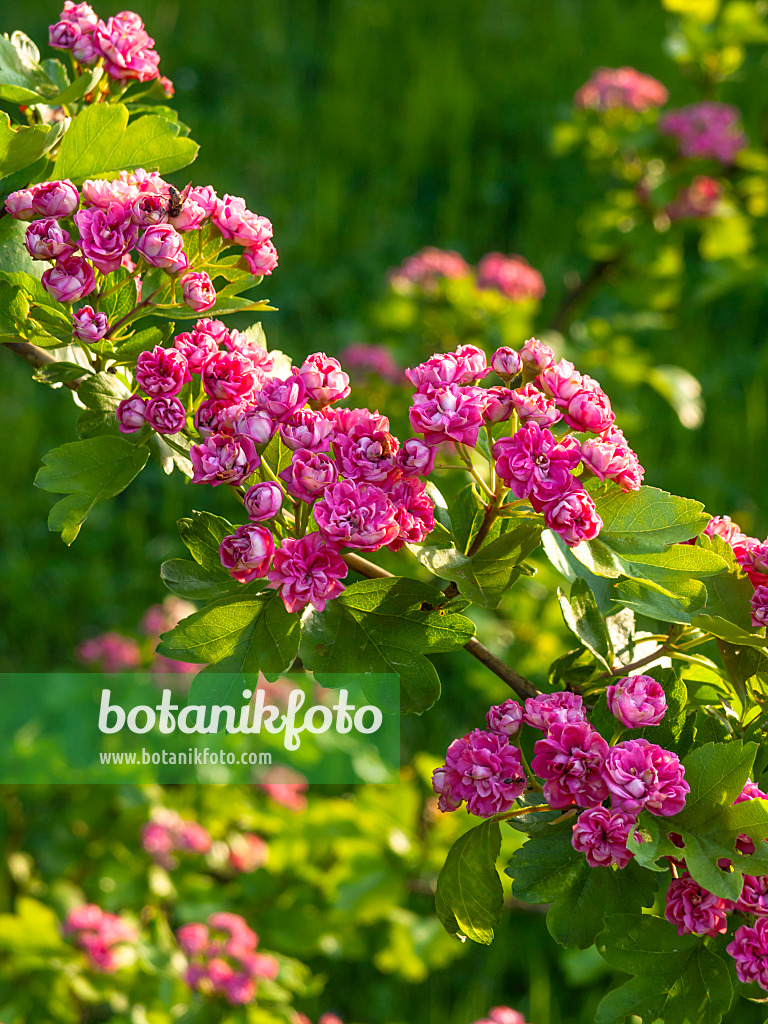 425060 - Red hawthorn (Crataegus laevigata 'Paulii')