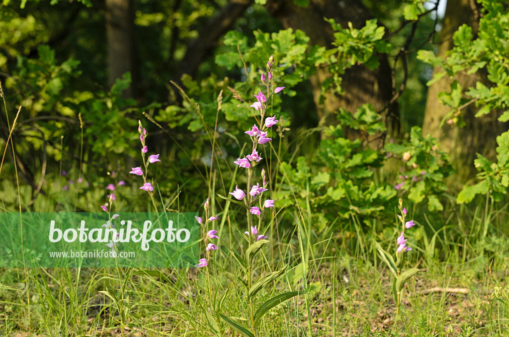 508541 - Red helleborine (Cephalanthera rubra)