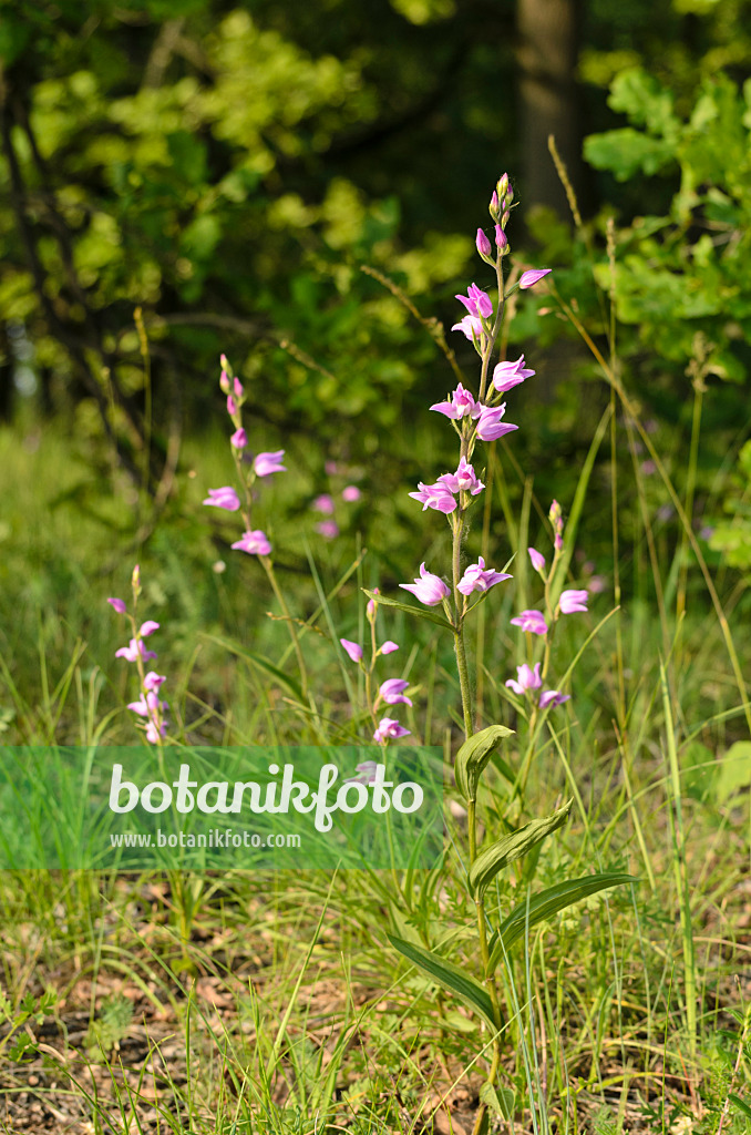 508542 - Red helleborine (Cephalanthera rubra)