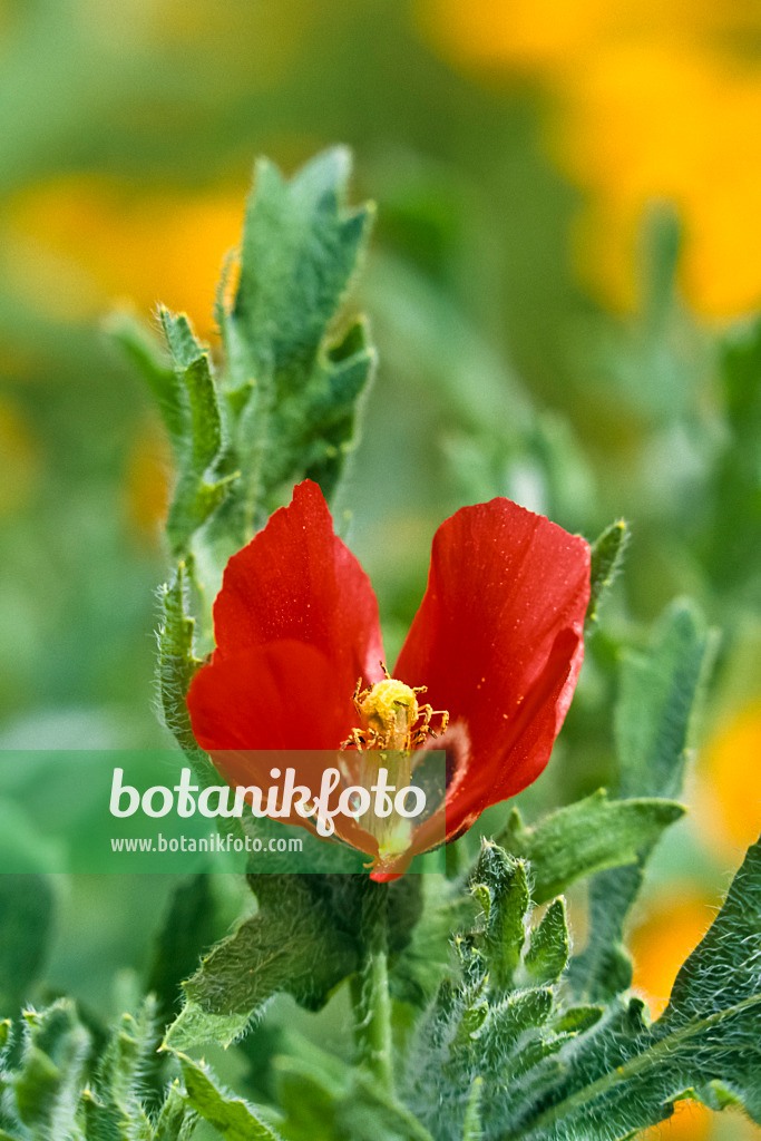 367065 - Red horned poppy (Glaucium corniculatum)