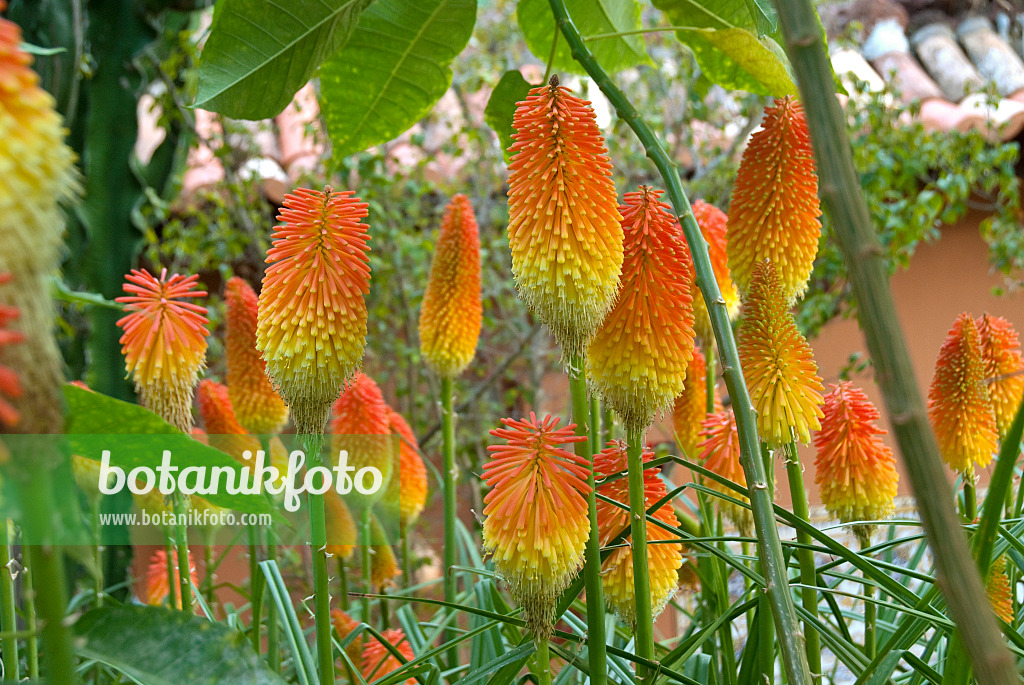 517456 - Red hot poker (Kniphofia uvaria)