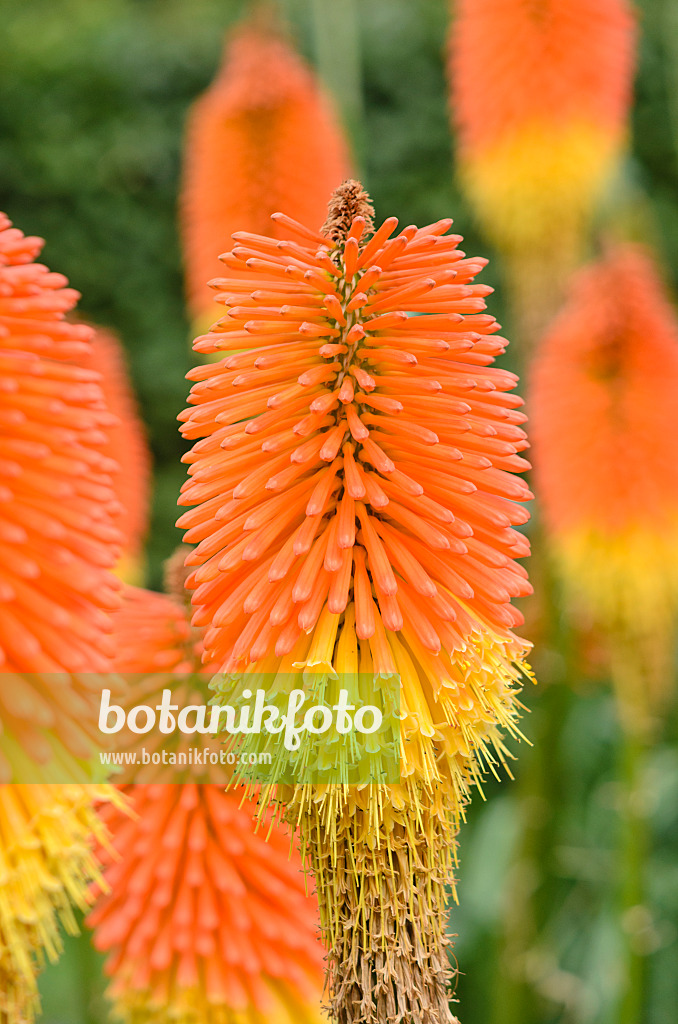 547042 - Red hot poker (Kniphofia uvaria 'Nobilis')